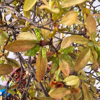 자두15836님의 기타작물 · 병해충상담 작성글 사진