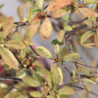 자두15836님의 기타작물 · 병해충상담 작성글 사진