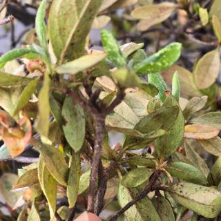 자두15836님의 기타작물 · 병해충상담 작성글 사진