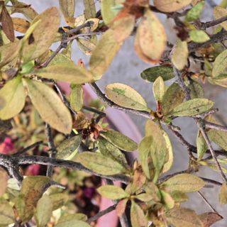 자두15836님의 기타작물 · 병해충상담 작성글 사진