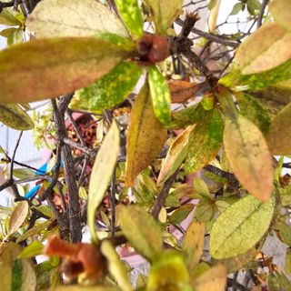 자두15836님의 기타작물 · 병해충상담 작성글 사진