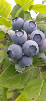 팜모닝 블루베리·자유게시판 게시글 이미지