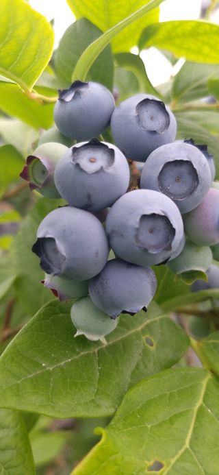 산마루농장님의 블루베리 · 자유게시판 작성글 사진