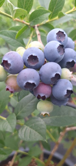 산마루농장님의 블루베리 · 자유게시판 작성글 사진