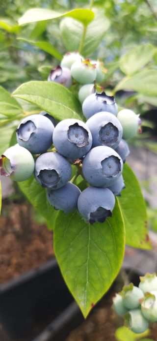 산마루농장님의 블루베리 · 자유게시판 작성글 사진