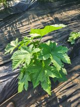 팜모닝 · 게시글 이미지