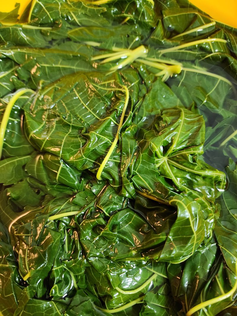 권지연.옥천.님의 장터 판매 상품 [아주까리잎1키로] 첨부 사진