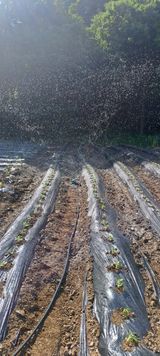 팜모닝 참깨·영농일지 게시글 이미지