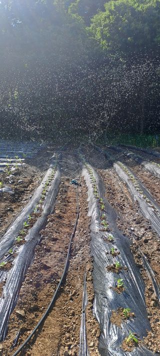용호님의 참깨 · 영농일지 작성글 사진