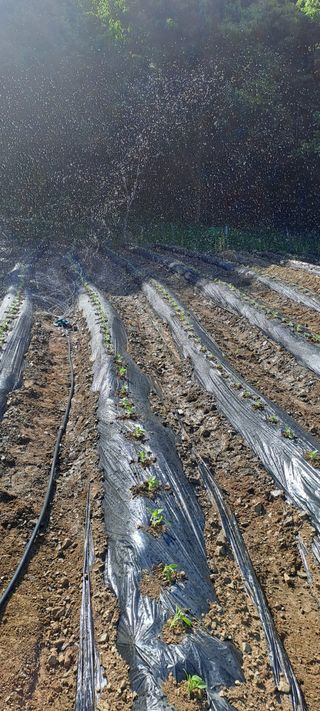 용호님의 참깨 · 영농일지 작성글 사진