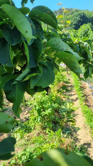 감자5892님의 배 · 병해충상담 작성글 사진