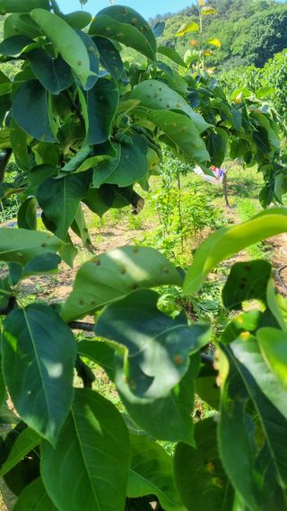 감자5892님의 배 · 병해충상담 작성글 사진