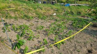 정재오님의 기타작물 · 영농일지 작성글 사진