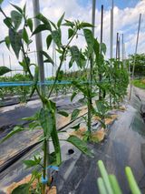 팜모닝 6월 농사계획🧑🏻‍🌾·참여글 게시글 이미지