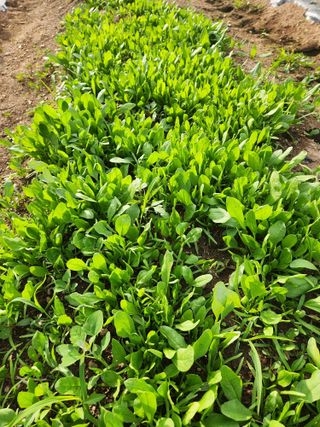 민영미님의 6월 농사계획🧑🏻‍🌾 · 참여글 작성글 사진