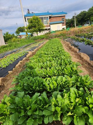 민영미님의 6월 농사계획🧑🏻‍🌾 · 참여글 작성글 사진