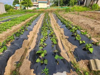 민영미님의 6월 농사계획🧑🏻‍🌾 · 참여글 작성글 사진