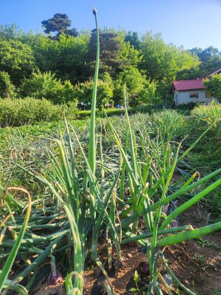 민영미님의 6월 농사계획🧑🏻‍🌾 · 참여글 작성글 사진