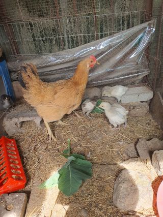 김영복님의 자유주제 · 자유게시판 작성글 사진