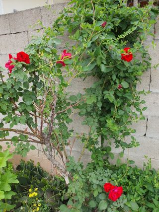 김영복님의 자유주제 · 자유게시판 작성글 사진