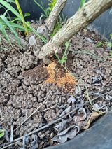 팜모닝 블루베리·병해충상담 게시글 이미지