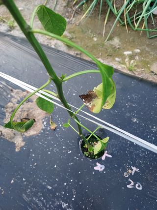 김명웅님의 고추 · 병해충상담 작성글 사진