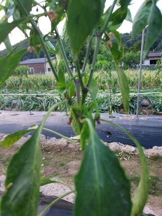 김명웅님의 고추 · 병해충상담 작성글 사진