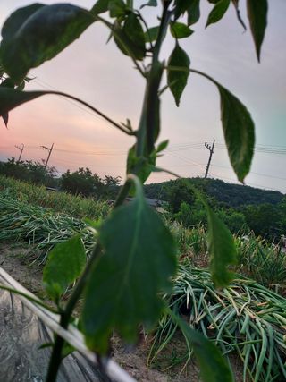 김명웅님의 고추 · 병해충상담 작성글 사진