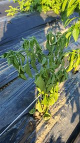 팜모닝 고추·병해충상담 게시글 이미지