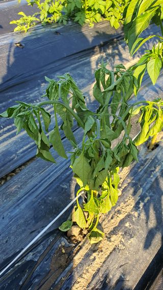 이행석님의 고추 · 병해충상담 작성글 사진