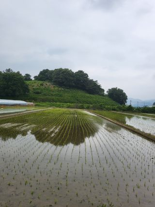 콩9543님의 벼 · 영농일지 작성글 사진
