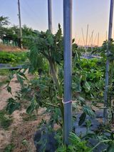 팜모닝 토마토·병해충상담 게시글 이미지