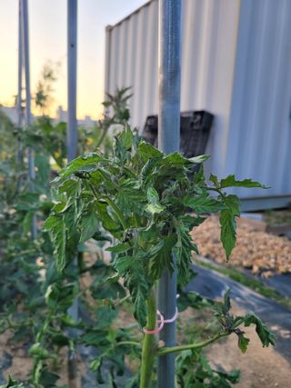 이상열님의 토마토 · 병해충상담 작성글 사진