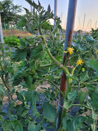 이상열님의 토마토 · 병해충상담 작성글 사진