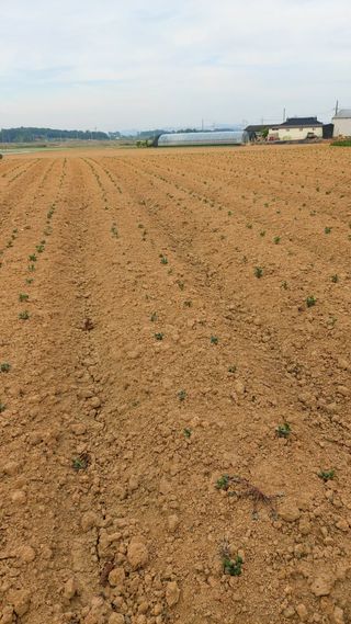 둥이농장(김준태)님의 6월 농사계획🧑🏻‍🌾 · 참여글 작성글 사진