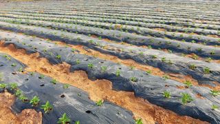 둥이농장(김준태)님의 6월 농사계획🧑🏻‍🌾 · 참여글 작성글 사진