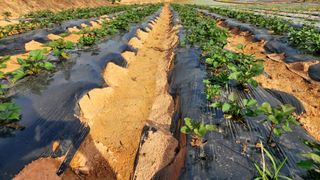 둥이농장(김준태)님의 6월 농사계획🧑🏻‍🌾 · 참여글 작성글 사진