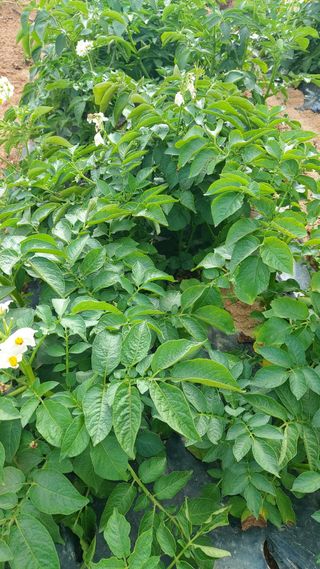 둥이농장(김준태)님의 6월 농사계획🧑🏻‍🌾 · 참여글 작성글 사진