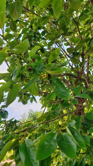 둥이농장(김준태)님의 6월 농사계획🧑🏻‍🌾 · 참여글 작성글 사진
