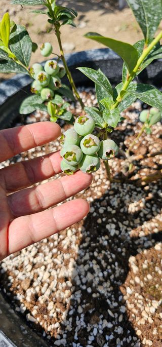 뿌리묘목농원님의 자유주제 · 자유게시판 작성글 사진