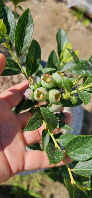 뿌리묘목농원님의 자유주제 · 자유게시판 작성글 사진