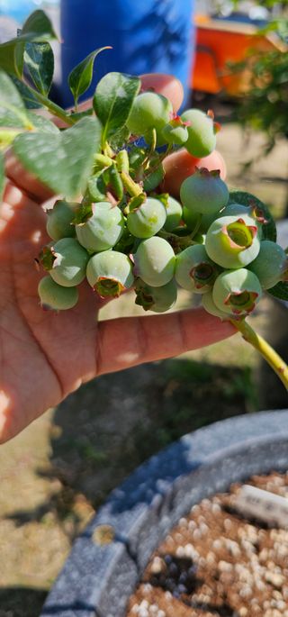 뿌리묘목농원님의 자유주제 · 자유게시판 작성글 사진