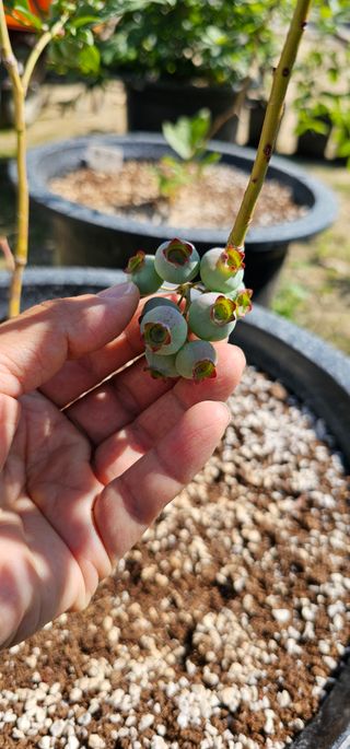 뿌리묘목농원님의 자유주제 · 자유게시판 작성글 사진