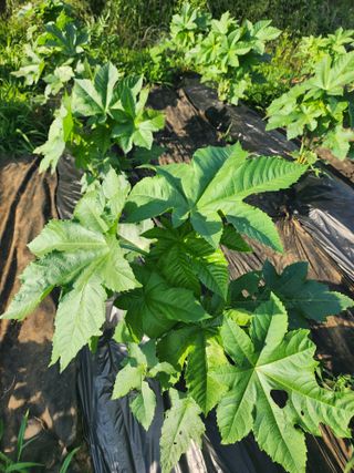 권지연.옥천.님의 자유주제 · 자유게시판 작성글 사진