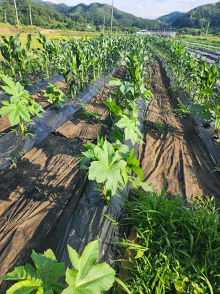 권지연.옥천.님의 자유주제 · 자유게시판 작성글 사진
