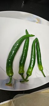 팜모닝 고추·병해충상담 게시글 이미지