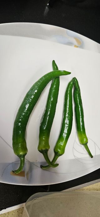 명희님의 고추 · 병해충상담 작성글 사진