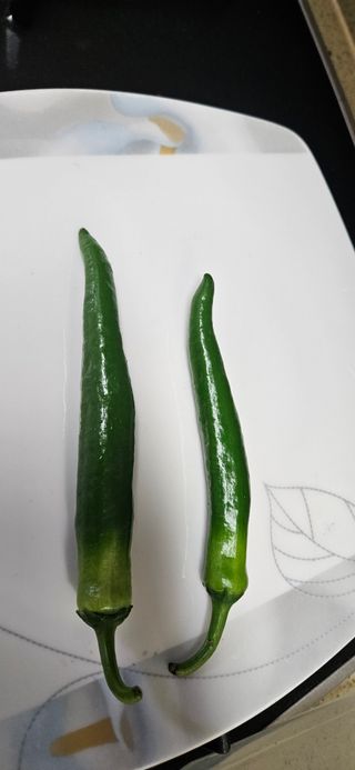 명희님의 고추 · 병해충상담 작성글 사진