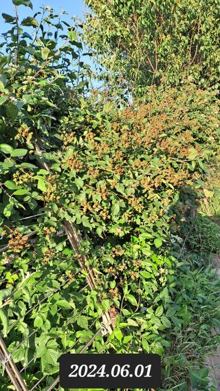 김성환님의 6월 농사계획🧑🏻‍🌾 · 참여글 작성글 사진