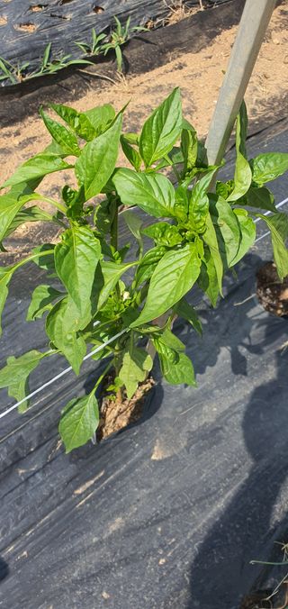 오세열님의 고추 · 병해충상담 작성글 사진